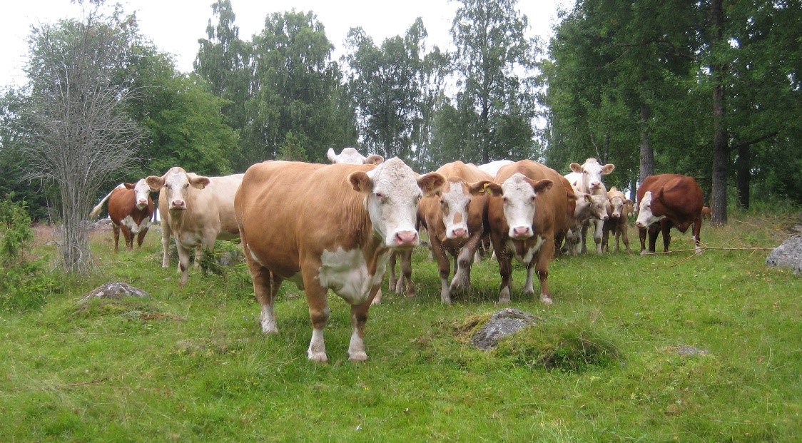 Foto på kor i en betesmark.
