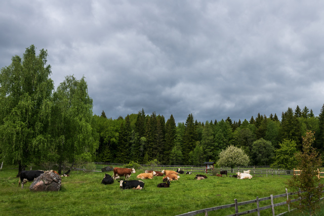 Kor i en hage med skog bakom.